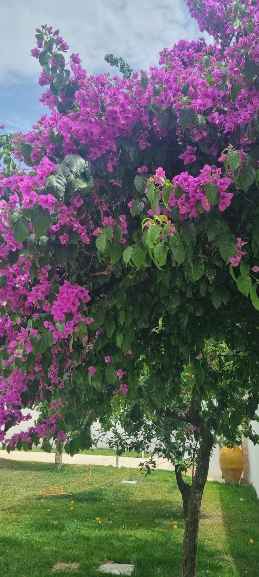 Villa Guajira Bari Exteriér fotografie
