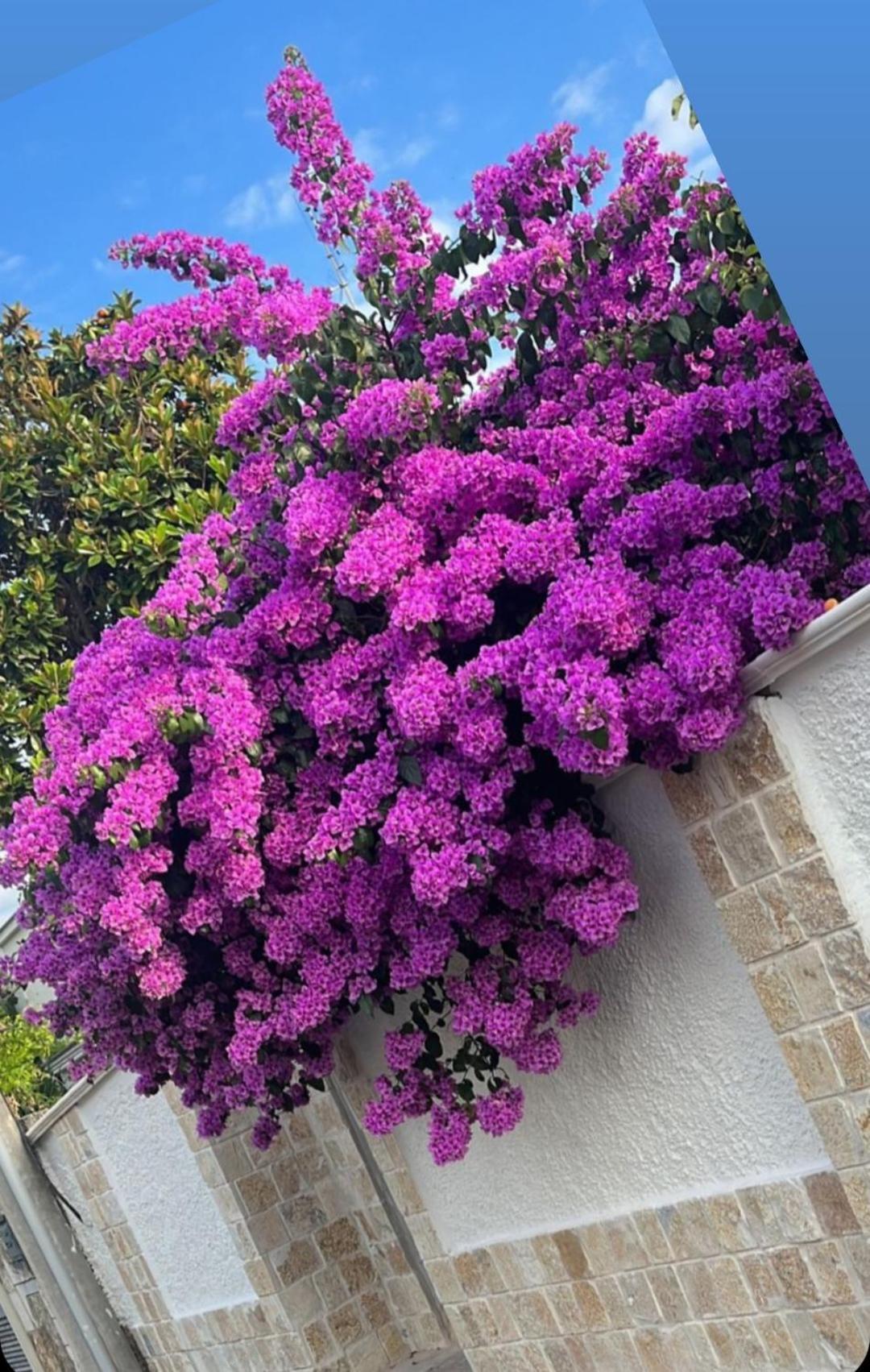 Villa Guajira Bari Exteriér fotografie